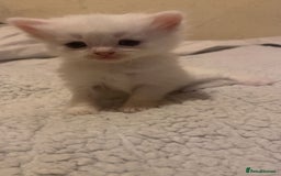 Mixed Breed cats for sale: beautiful kittens for sale  - Image 1