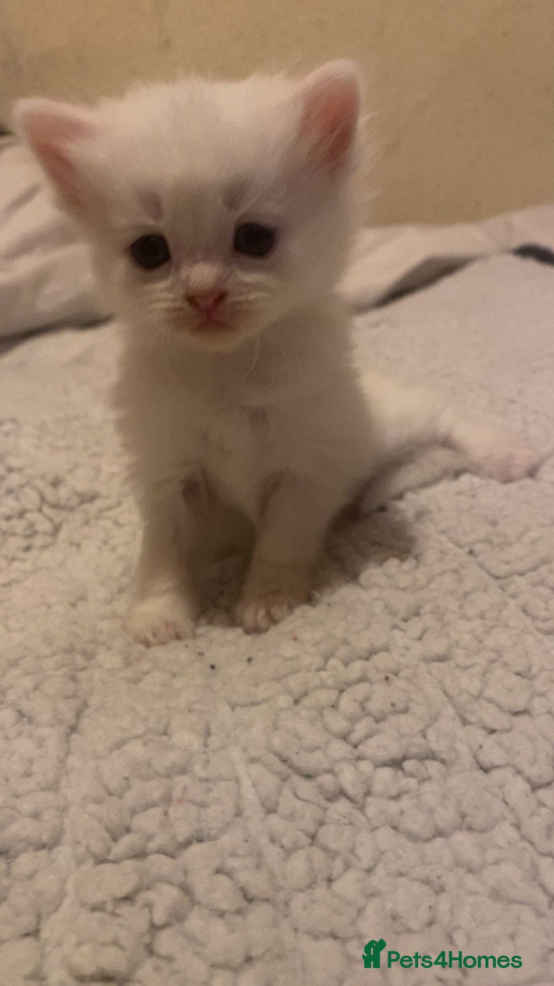 Mixed Breed cats for sale: beautiful kittens for sale  - Image 1