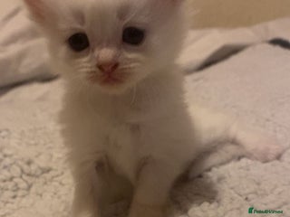 Mixed Breed cats - Advert 14