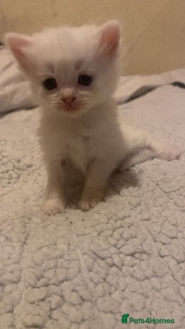 Mixed Breed cats - Advert 1