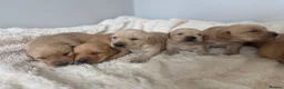 Goldador dogs for sale: Gorgoeus Goldador’s Health tested  - Advert 13