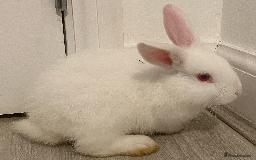 Harlequin rabbits for sale: Harlequin Babies - Image 2