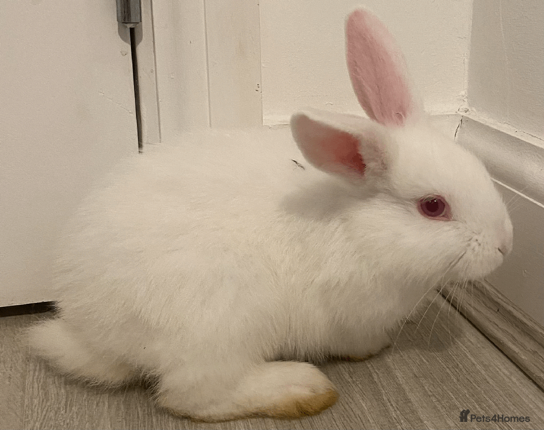 Harlequin rabbits for sale: Harlequin Babies - Image 2