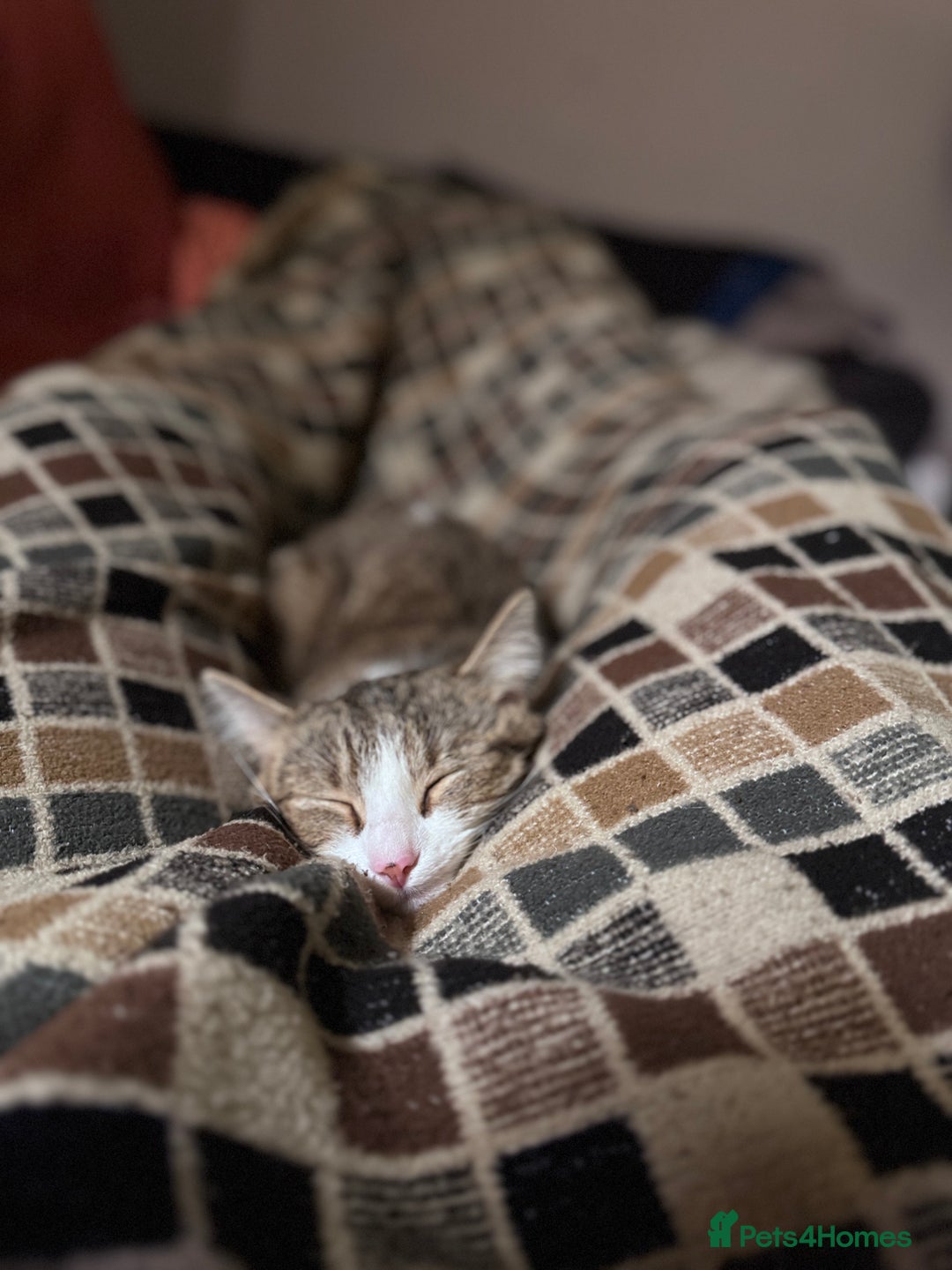 Domestic Shorthair cats for sale: Miss Layla - Advert 1