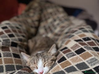 Domestic Shorthair cats Miss Layla - Advert 6