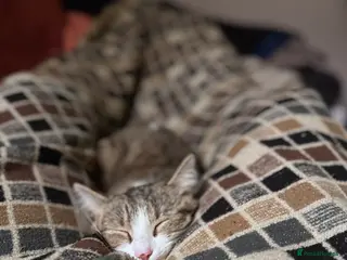 Domestic Shorthair cats Miss Layla - Advert 8