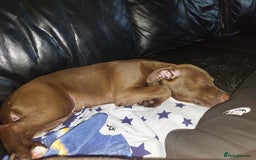 American Bulldog dogs for sale: 6 month old American Bulldog.#read description  - Image 3