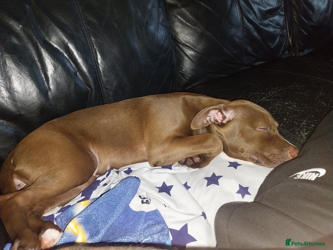 American Bulldog dogs for sale: 6 month old American Bulldog.#read description  - Image 3