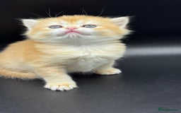 British Shorthair cats for sale: BSH GCCF GOLDEN AND BLUE KITTENS  - Image 5