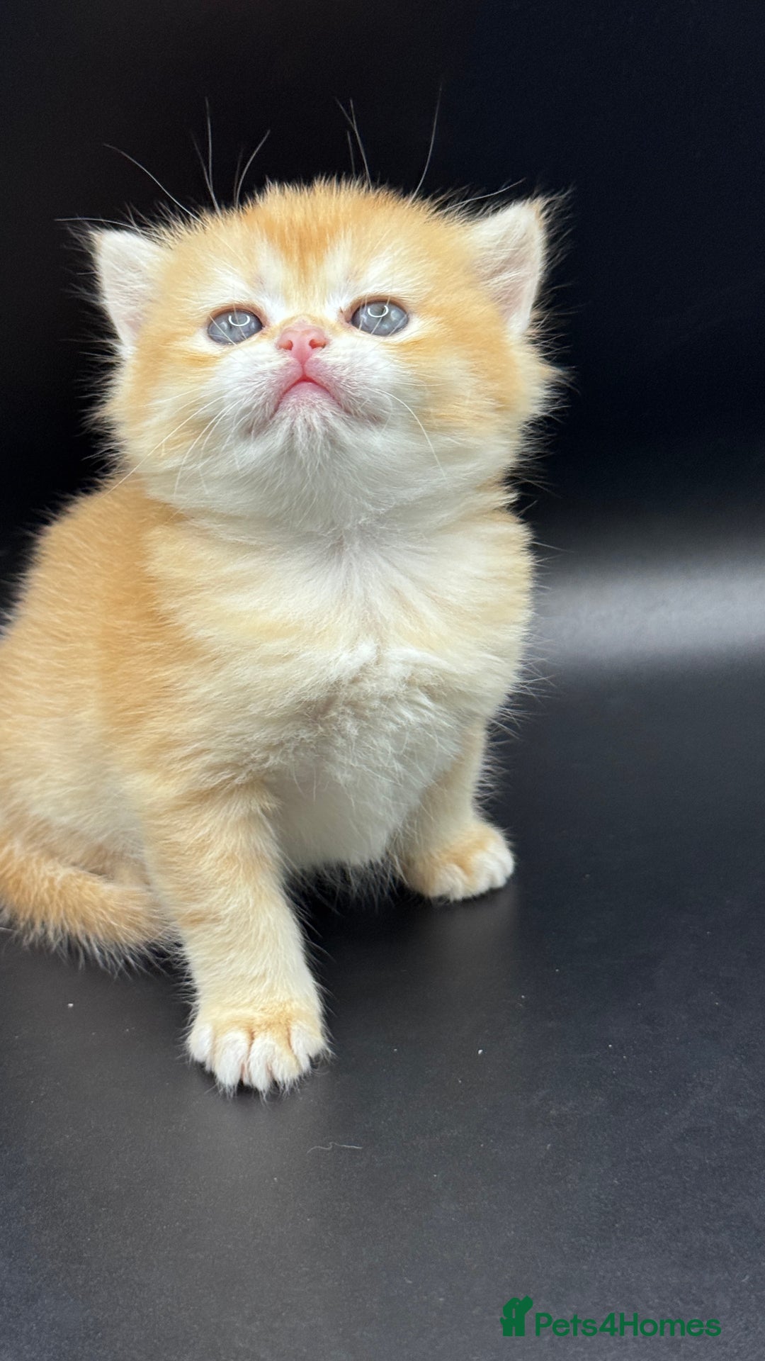 British Shorthair cats for sale: BSH GCCF GOLDEN AND BLUE KITTENS  - Image 5