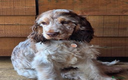 Cocker Spaniel dogs for sale: Wanted a special home for my special girl - Image 3