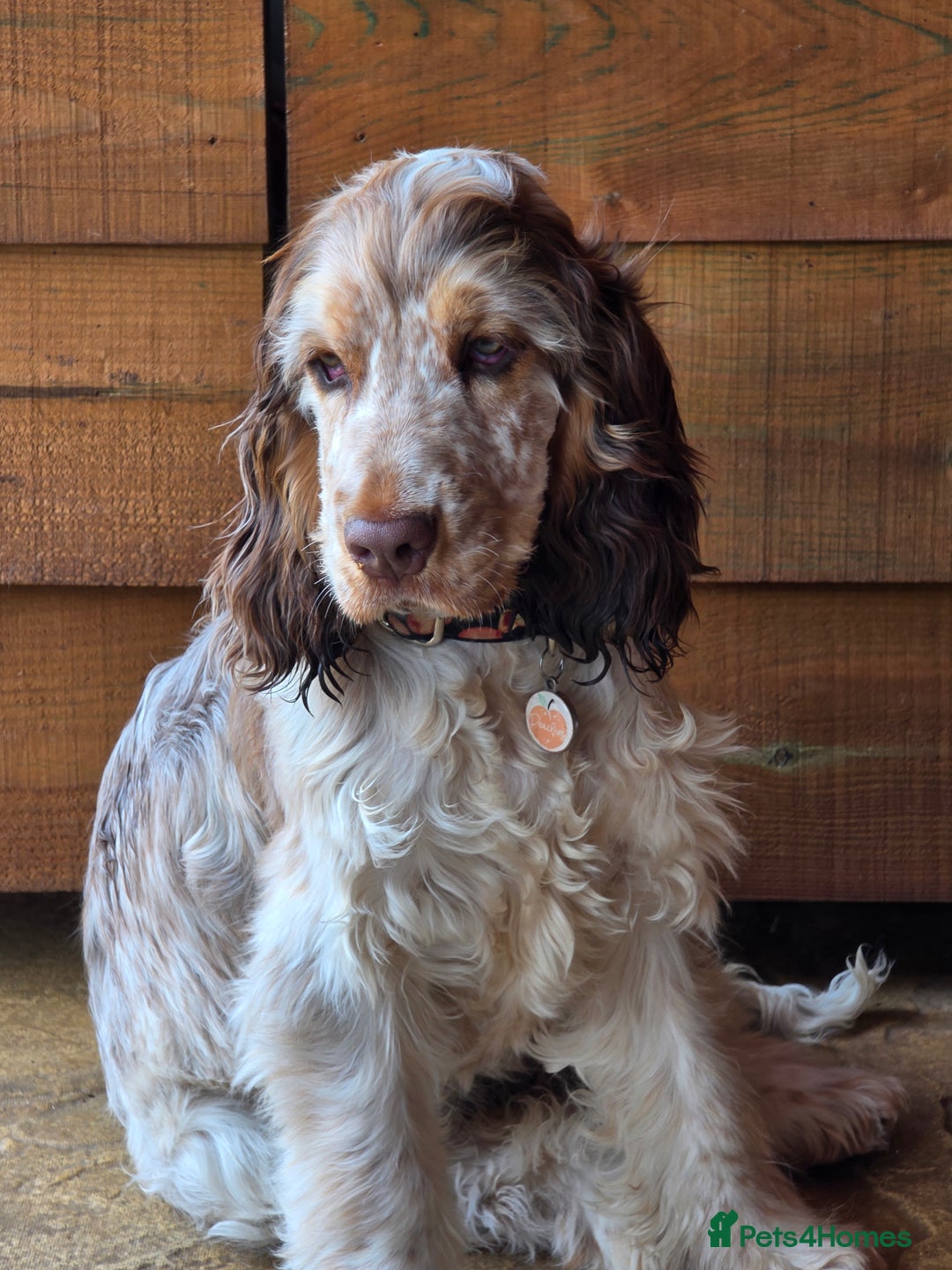Cocker Spaniel dogs for sale: Wanted a special home for my special girl - Image 3