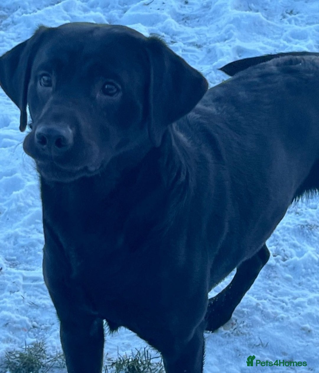 Labrador Retriever dogs for stud: STUNNING LABRADOR - STUD  - Advert 3