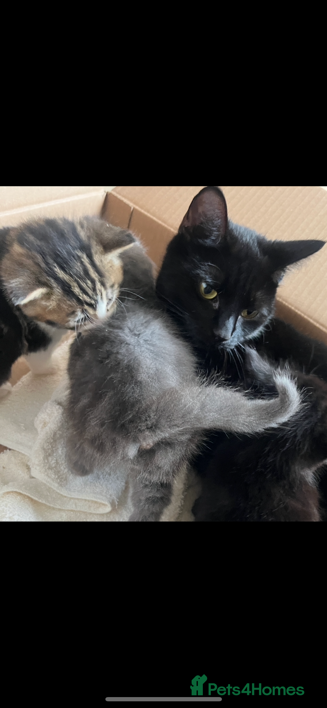 British Shorthair cats for sale: British shorthair x kittens for sale - Advert 15