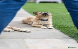 Mixed Breed dogs for adoption: Livvy - Image 14