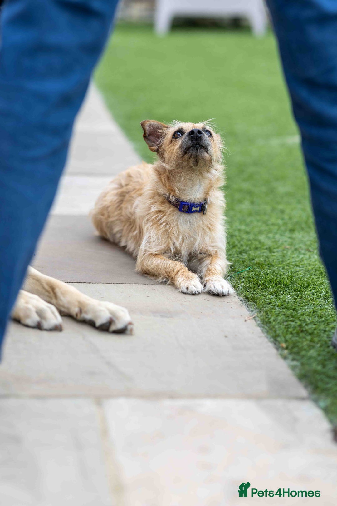 Mixed Breed dogs for adoption: Livvy - Image 14