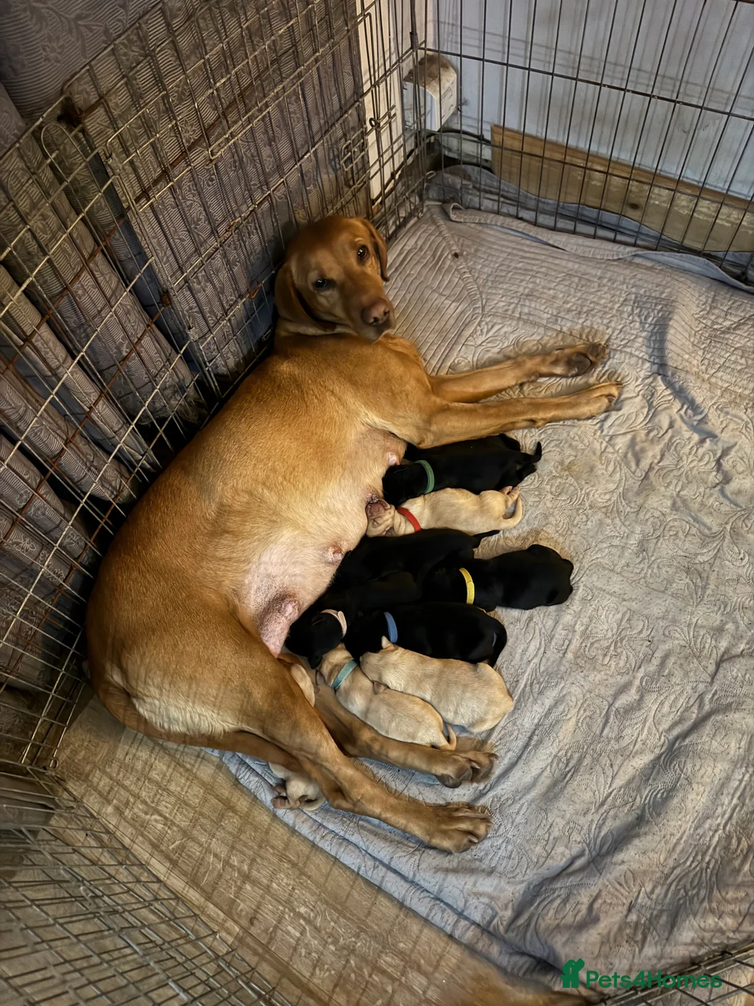 Labrador Retriever dogs for sale: Lab puppies - Advert 3