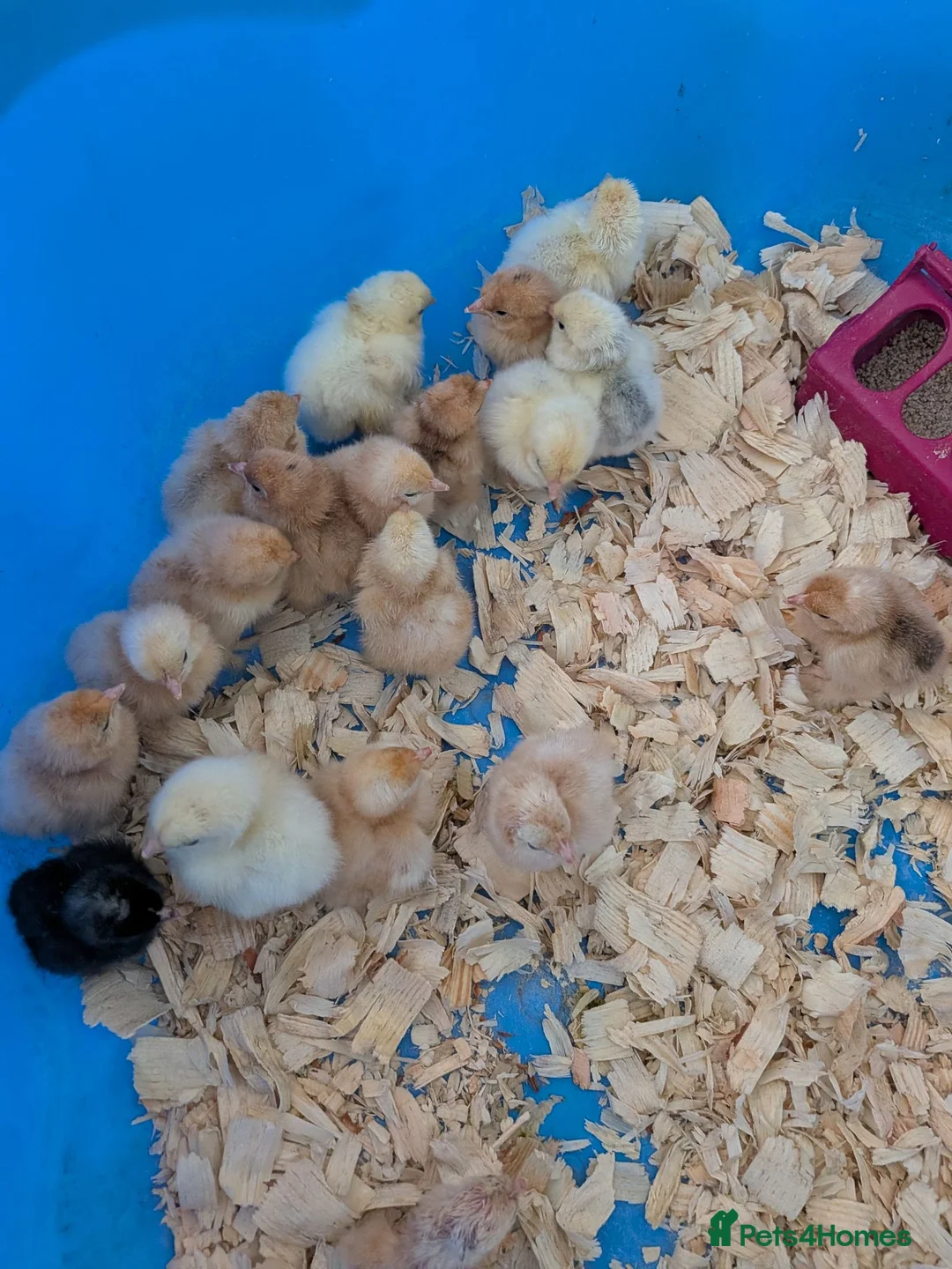 Chickens poultry for sale: Pekin bantam day old chicks - Advert 2