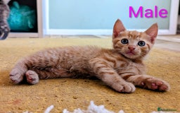 Mixed Breed cats for sale: Female and Male Ginger Kittens  - Image 14