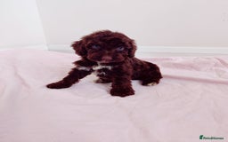Cockapoo dogs for sale: Outstanding Cockapoo Puppies - Image 19