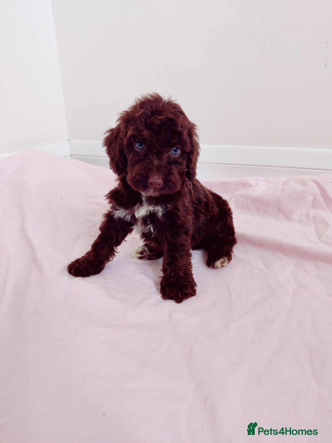 Cockapoo dogs for sale: Outstanding Cockapoo Puppies - Image 19