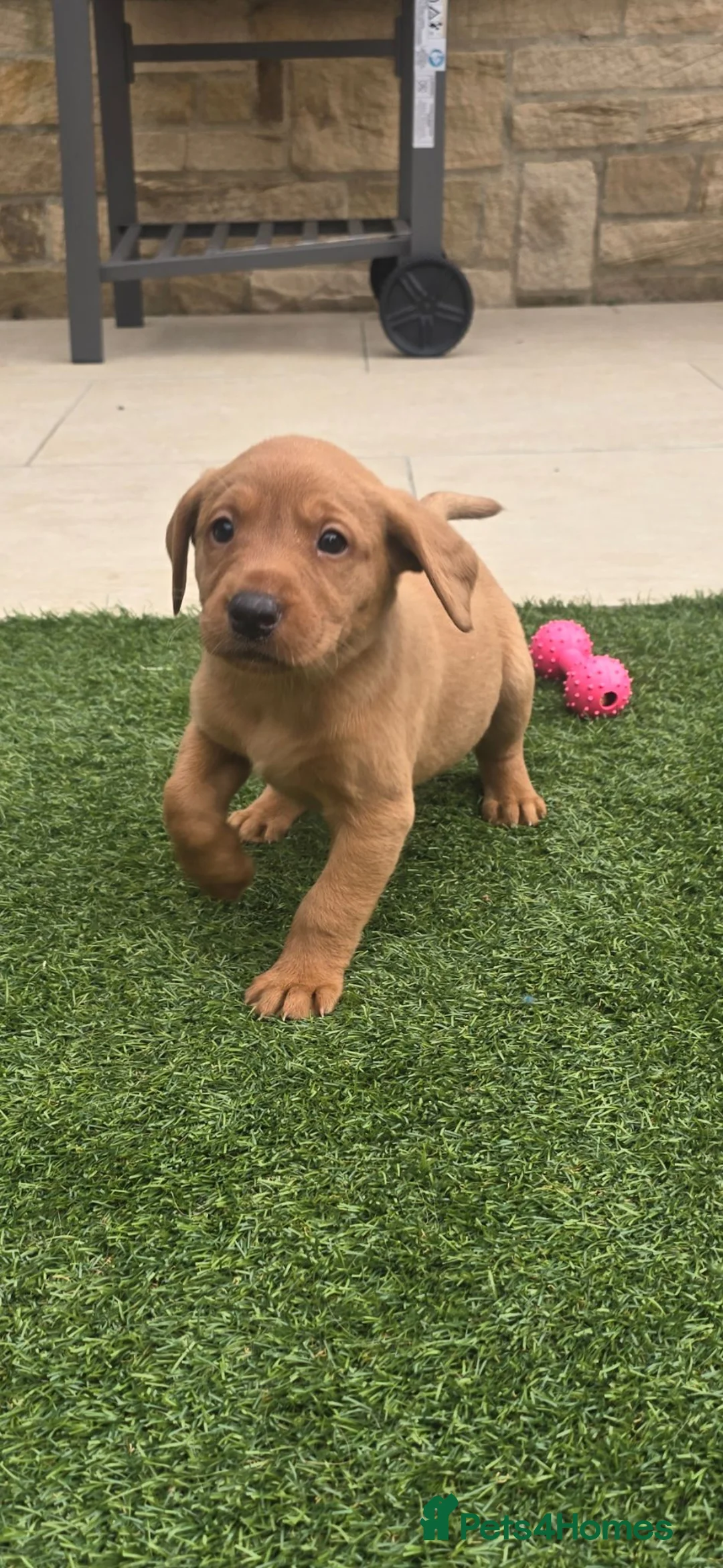 Labrador Retriever dogs for sale: Kc registered labrador puppies - Advert 10