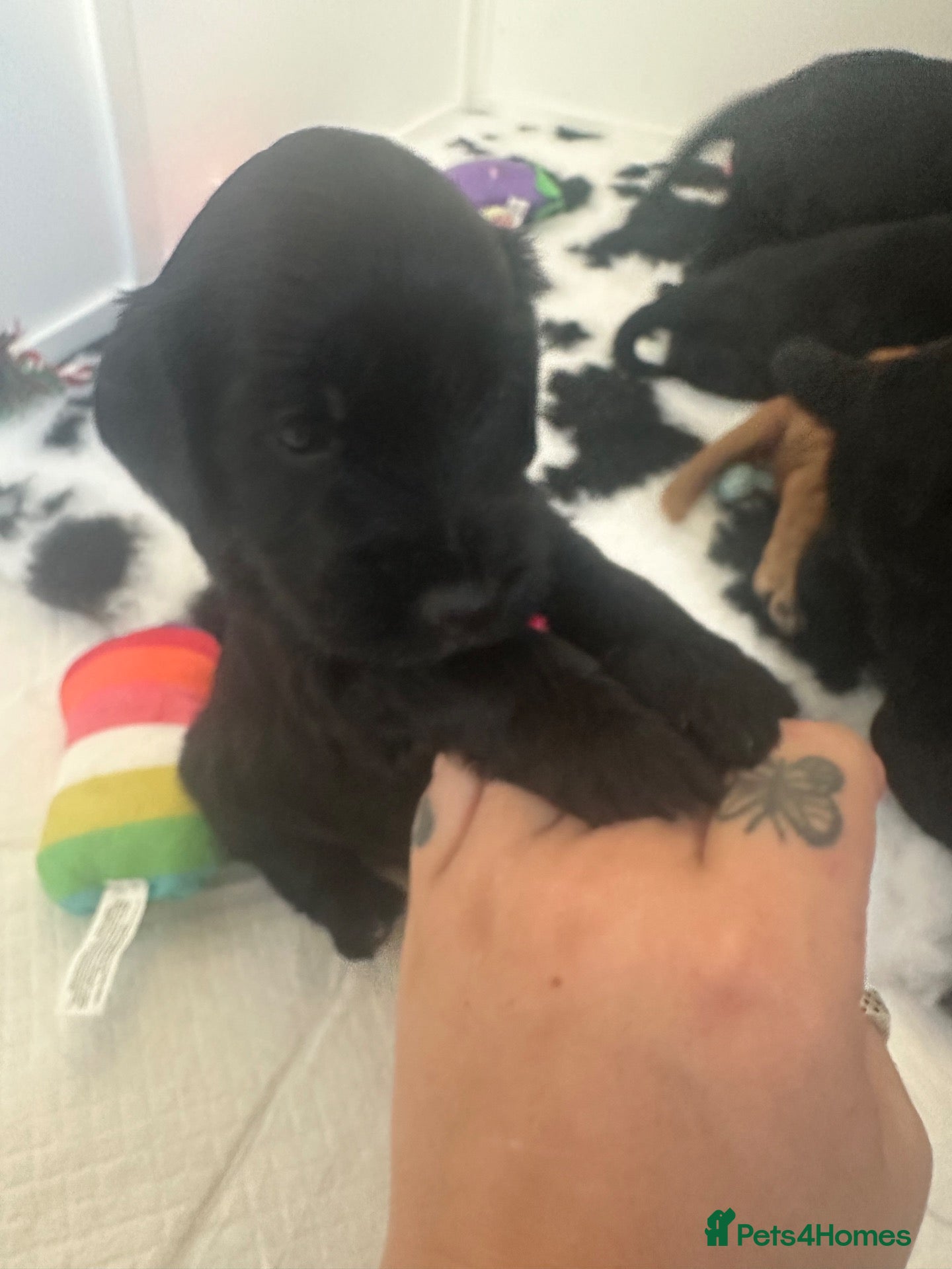 Cockapoo dogs 🐾 GORGEOUS FB1 COCKAPOO PUPPIES 3 boys available  - Advert 10