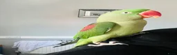 Parrots birds for sale: Baby hand tame Alexandrian Parrot  in Uttoxeter - Advert 8