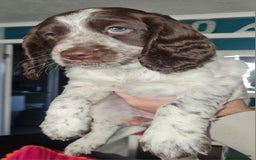 Cockapoo dogs for sale: Stunning F2 cockapoo puppies  - Image 18