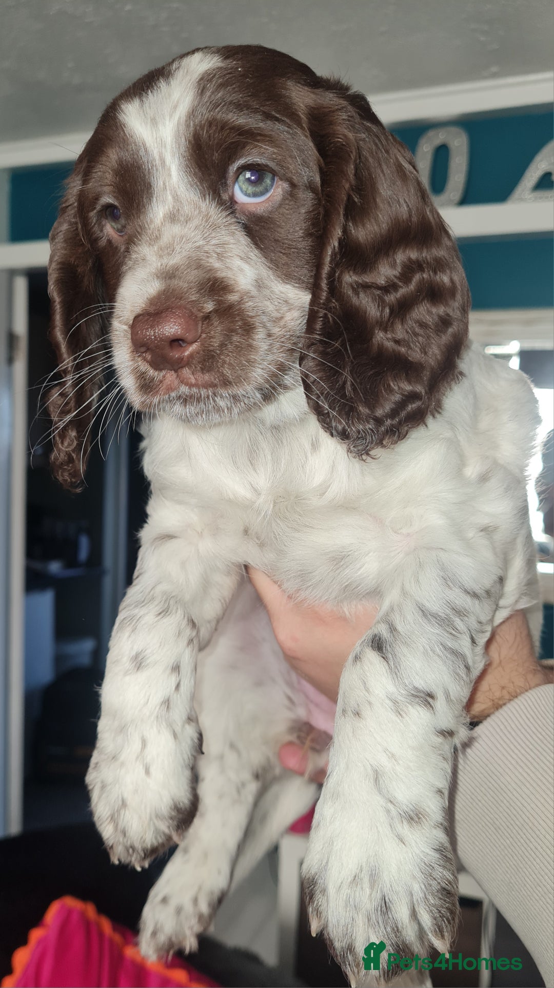 Cockapoo dogs for sale: Stunning F2 cockapoo puppies  - Image 18