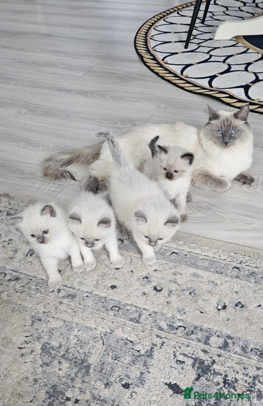 Ragdoll cats Adorable Ragdoll Kittens - Advert 1