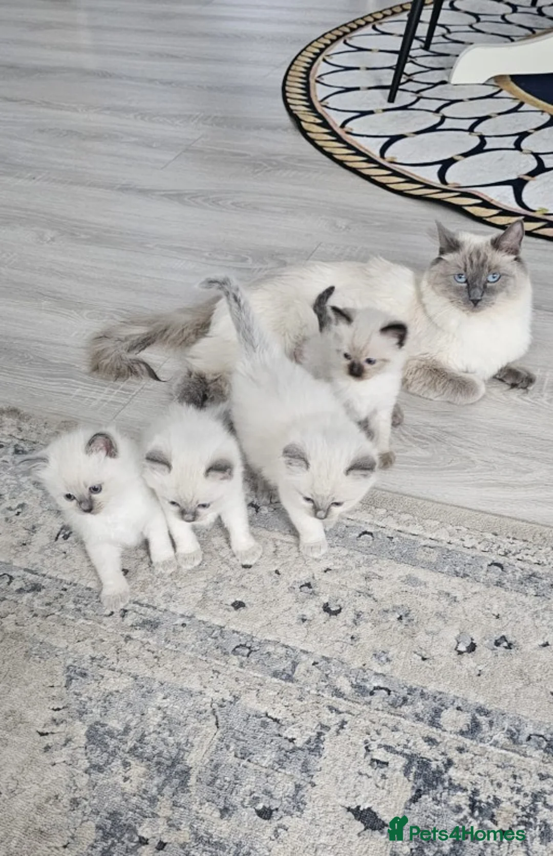 Ragdoll cats for sale: Adorable Ragdoll Kittens - Advert 1