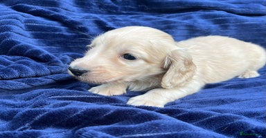 Miniature Dachshund dogs - Advert 6