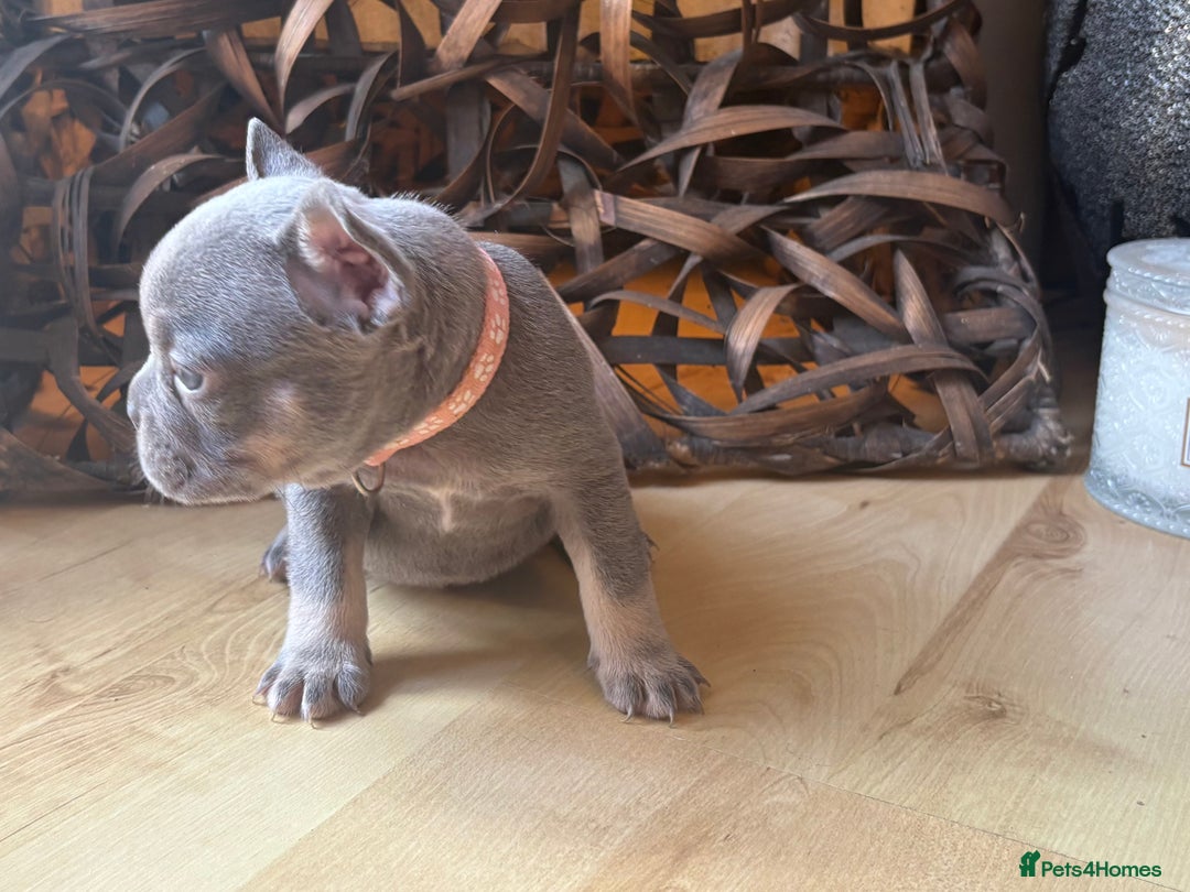 French Bulldog dogs for sale: Pedigree Frenchies - New Shade Isabella’s & Lilacs - Image 17