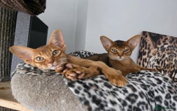 Abyssinian cats for sale: One little girls looking for new homes  - Image 2