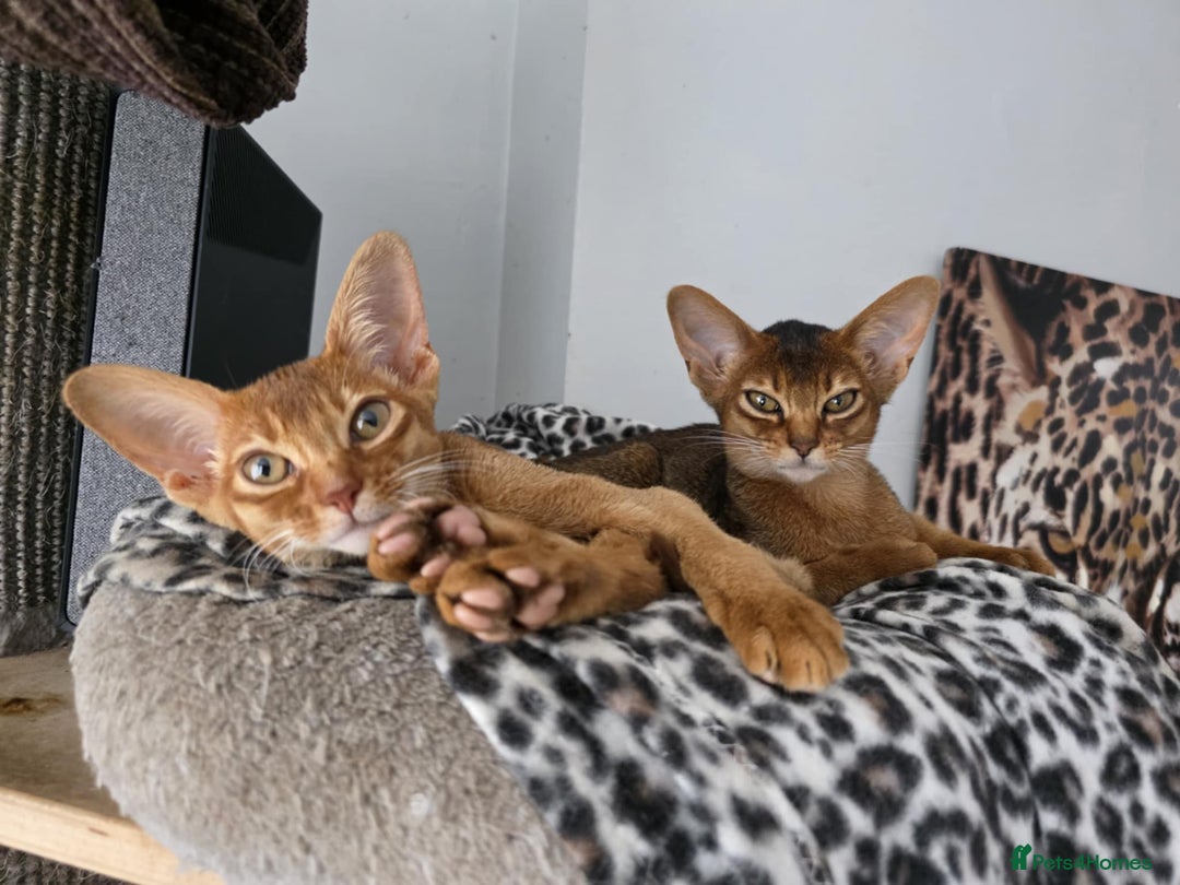 Abyssinian cats for sale: One little girls looking for new homes  - Image 2