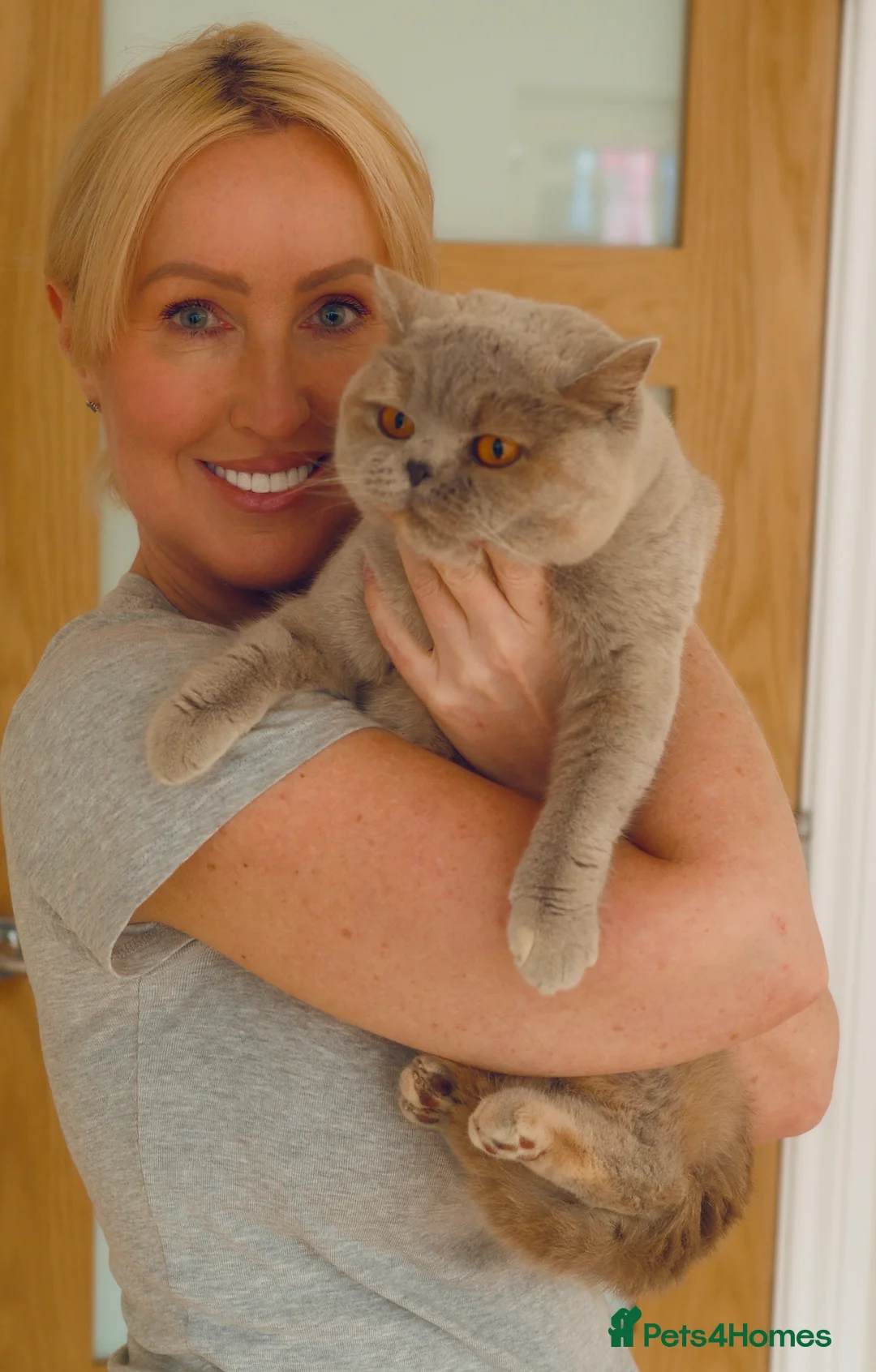 British Shorthair cats for sale: 4 BSH adults and one kitten GCCF registered  - Advert 2