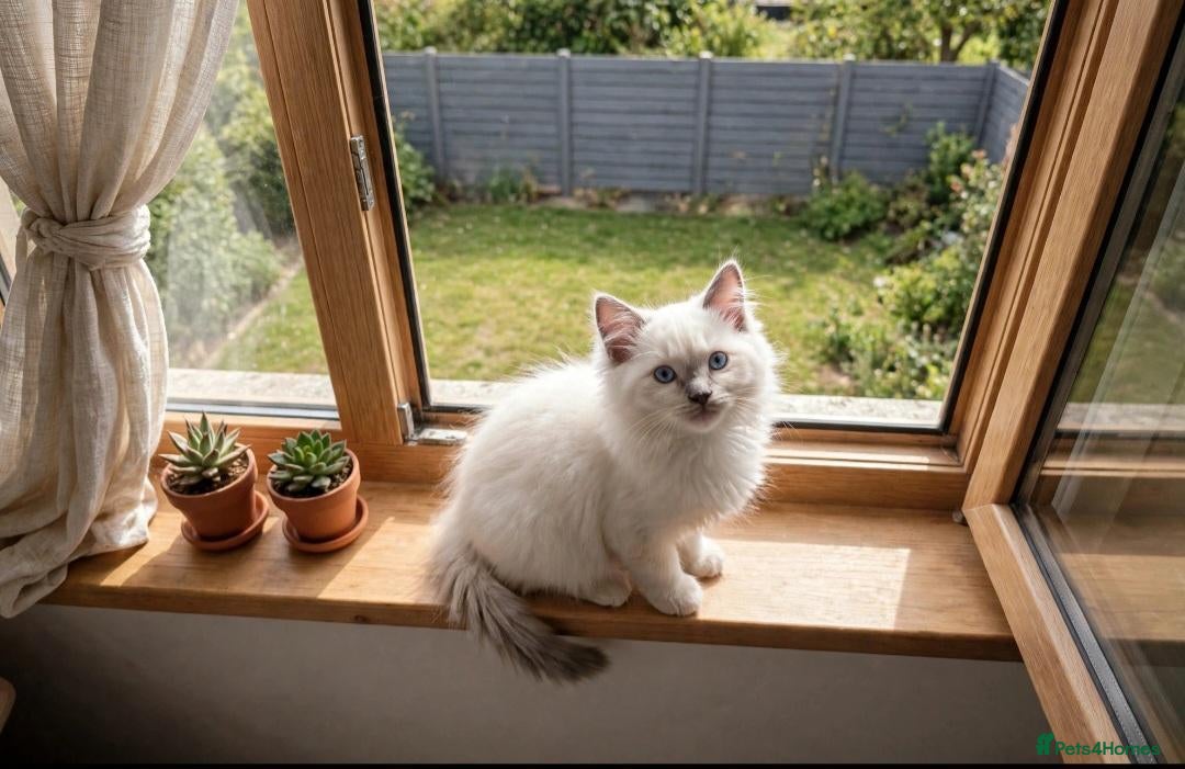 Ragdoll cats  2 Beautiful Ragdoll Boys 🐾 - Advert 2