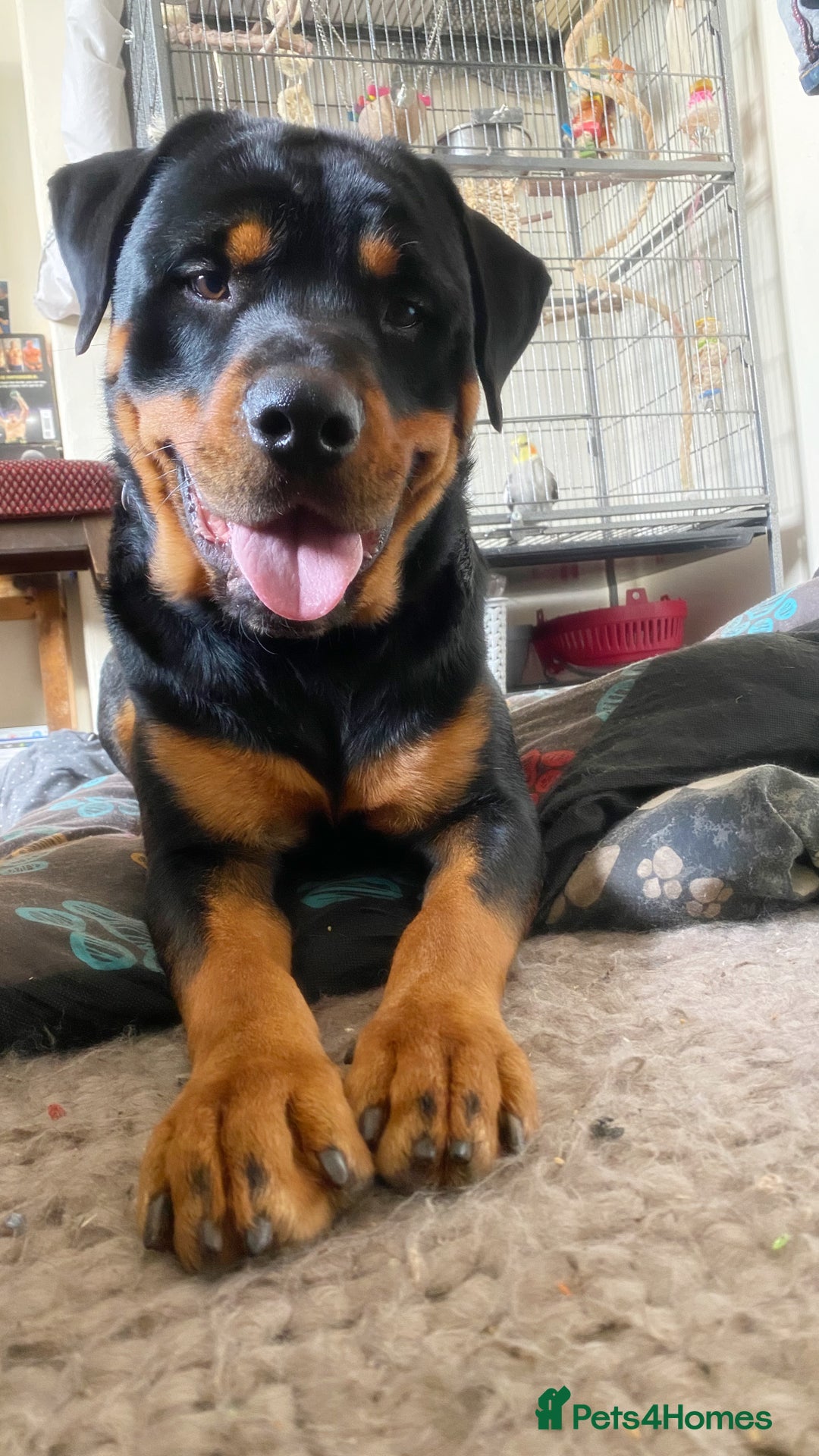 Rottweiler dogs for sale: Chop the Rottweiler  - Advert 9