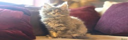 Maine Coon cats for sale: TiCA reg/Parents Fully Health Tested - Advert 5