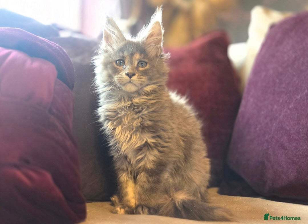 Maine Coon cats for sale: TiCA reg/Parents Fully Health Tested - Advert 5