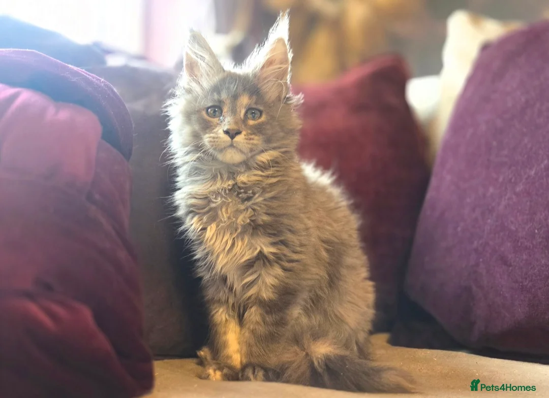 Maine Coon cats for sale: TiCA reg/Parents Fully Health Tested - Advert 5