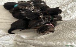 Maine Coon cats for sale: Adorable Kittens  - Image 2