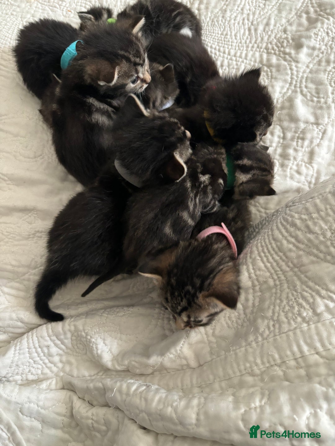 Maine Coon cats for sale: Adorable Kittens  - Image 2