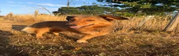 Mixed Breed dogs for sale: 3-Legged Nelly Fostered in Hampshire - Advert 4