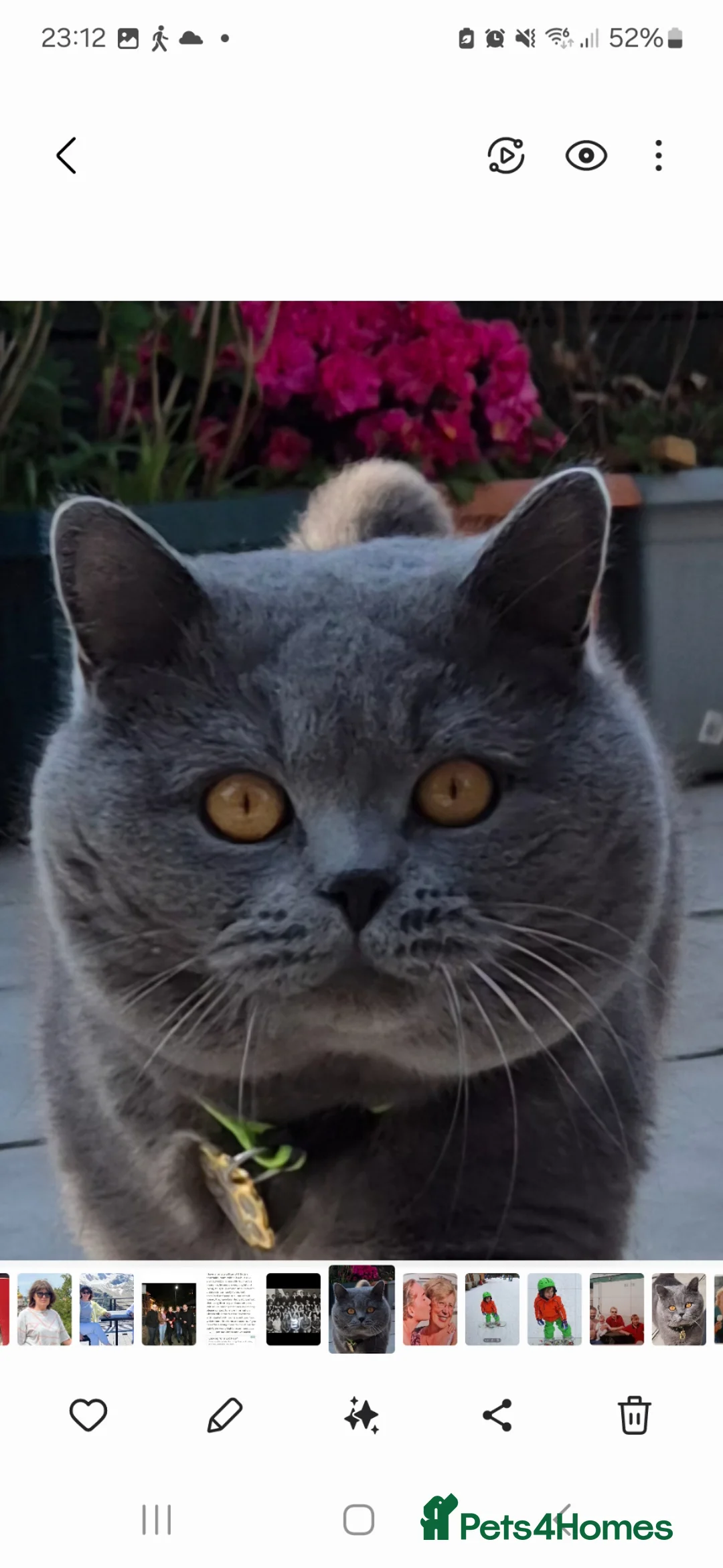 British Shorthair cats for sale: GCCF reg activ BSH blue male lookin for new home  - Advert 2