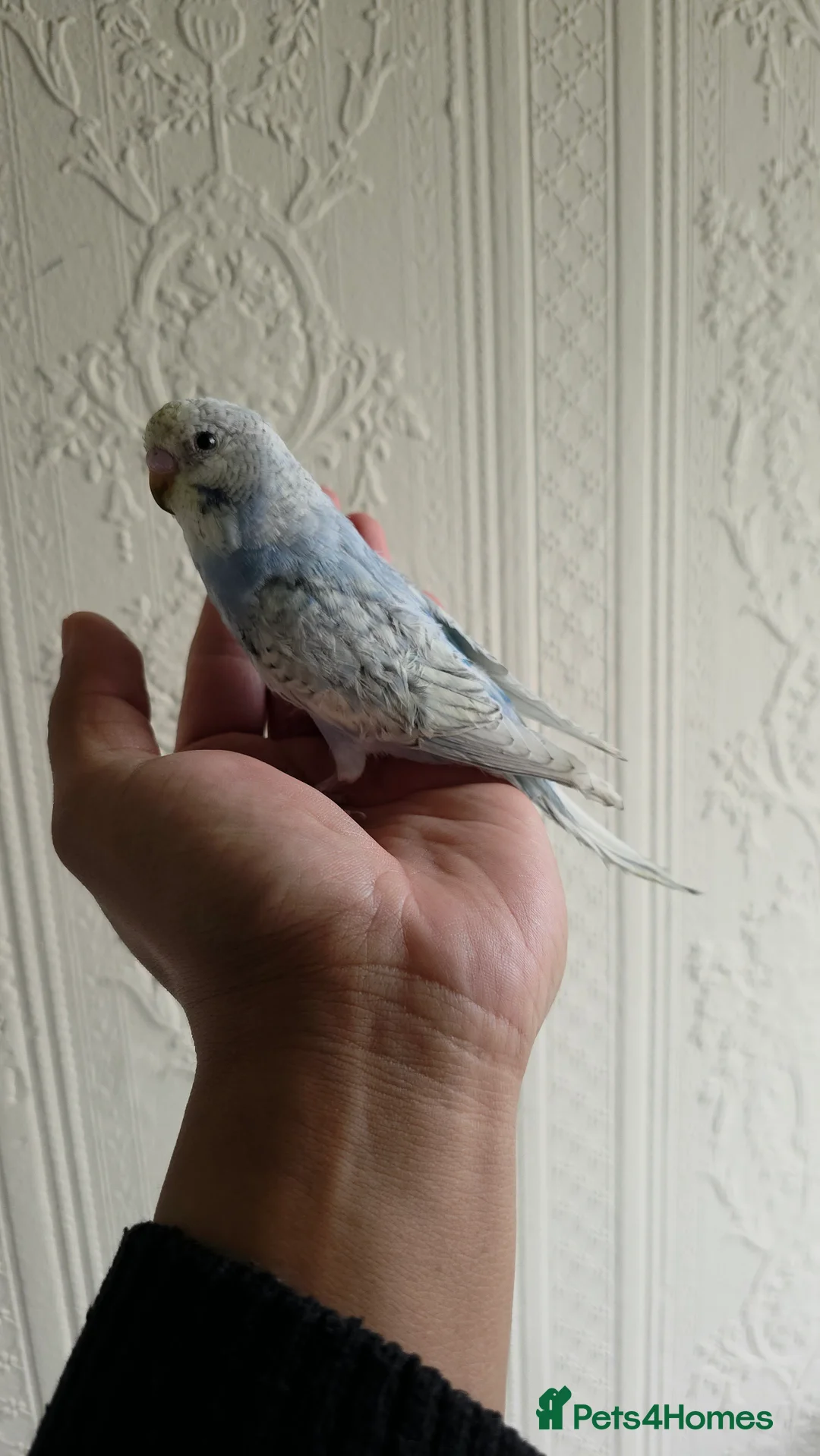Budgerigars birds for sale: Hand tamed baby budgies for sale  - Advert 17