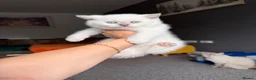 British Shorthair cats for sale: British kittens - Advert 7