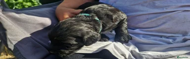 Cocker Spaniel 2
