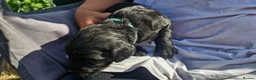 Cocker Spaniel dogs for sale: Working Cocker spaniel puppies - Advert 5